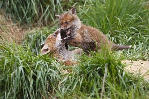 Red Fox - cubs playing near earth - Bedfordshire UK 10100