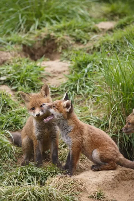 Framed Print : Red Fox - cubs playing near earth - Bedfordshire UK 10062 Framed Print : Red Fox - cubs playing near earth - Bedfordshire UK 10062