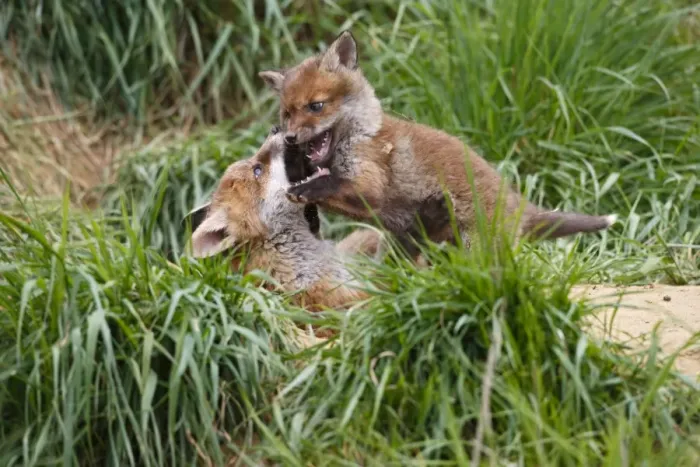 Framed Print : Red Fox - cubs playing near earth - Bedfordshire UK 10100 Framed Print : Red Fox - cubs playing near earth - Bedfordshire UK 10100