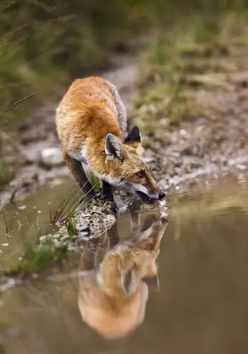 Framed Print : Red Fox - drinking from puddle - controlled conditions 14701