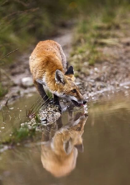 Red Fox - drinking from puddle - controlled conditions 14701