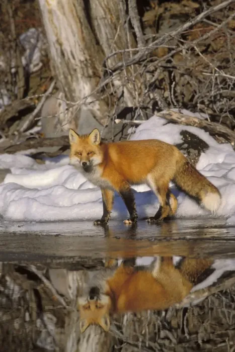 Framed Print : Red Fox - along edge of freezing lake, November. Sometimes a puddle of melt water would form on the surface of the lake ice and that is what the fox is reflecting in Framed Print : Red Fox - along edge of freezing lake, November. Sometimes a puddle of melt water would form on the surface of the lake ice and that is what the fox is reflecting in