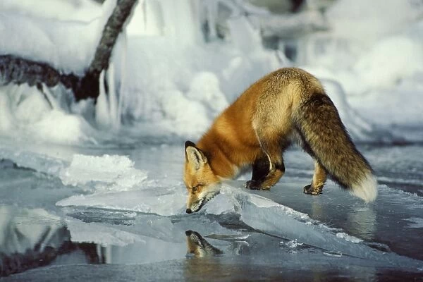 Red fox - along edge of frozen lake, November. Sometimes a puddle of melt water would form on the surface of the lake ice and that is what the fox is reflecting in. It is maybe an inch or less deep