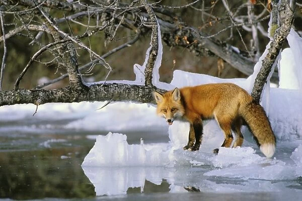 Red Fox - along the edge of frozen lake Prince Albert National Park, Canada MF82