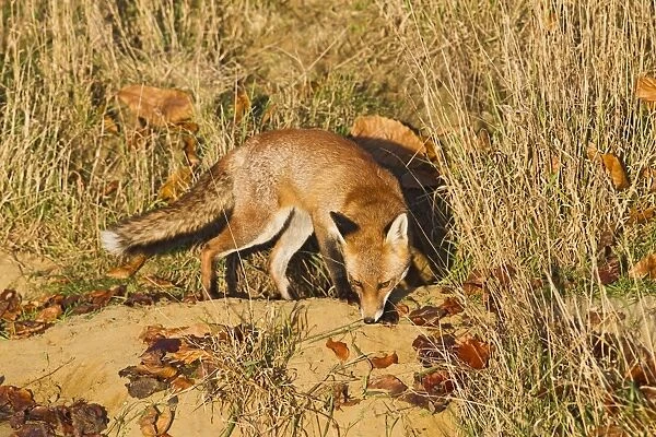 Red Fox - at entrance to earth in afternoon sun - controlled conditions 15039