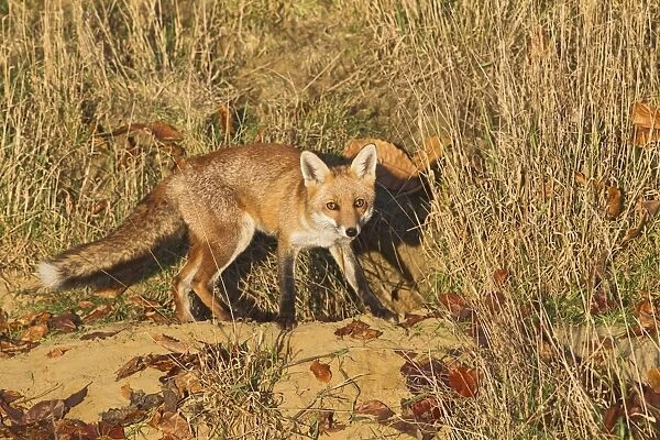 Red Fox - at entrance to earth in afternoon sun - controlled conditions 15035