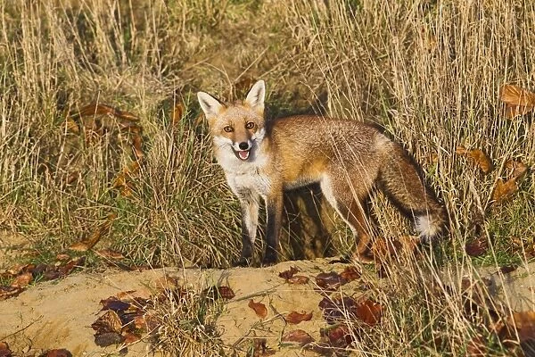 Red Fox - at entrance to earth in afternoon sun - controlled conditions 15038