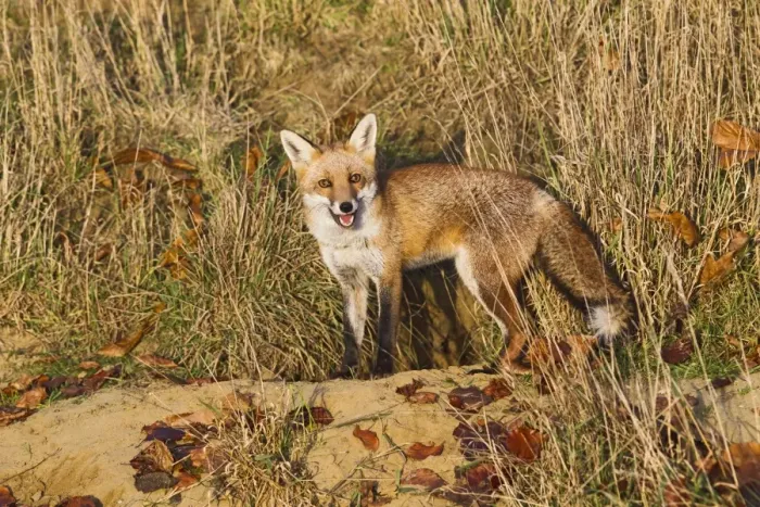 Framed Print : Red Fox - at entrance to earth in afternoon sun - controlled conditions 15038 Framed Print : Red Fox - at entrance to earth in afternoon sun - controlled conditions 15038
