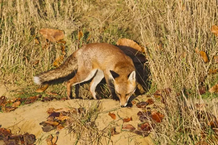 Framed Print : Red Fox - at entrance to earth in afternoon sun - controlled conditions 15039 Framed Print : Red Fox - at entrance to earth in afternoon sun - controlled conditions 15039