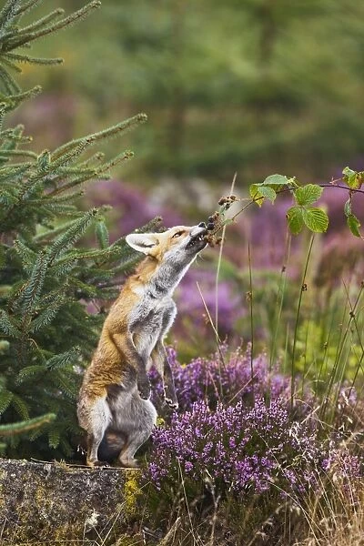 Red Fox - feeding on blackberries - controlled conditions 14720