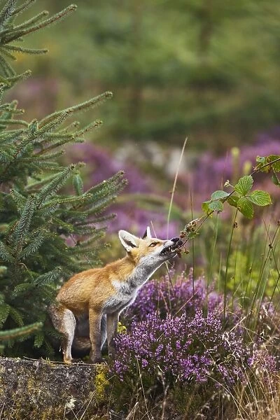 Red Fox - feeding on blackberries - controlled conditions 14721