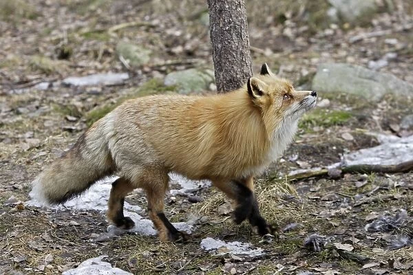 Red Fox. Finland. Captivity