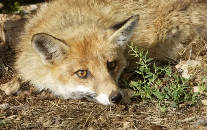 Framed Print : Red Fox. France Framed Print : Red Fox. France