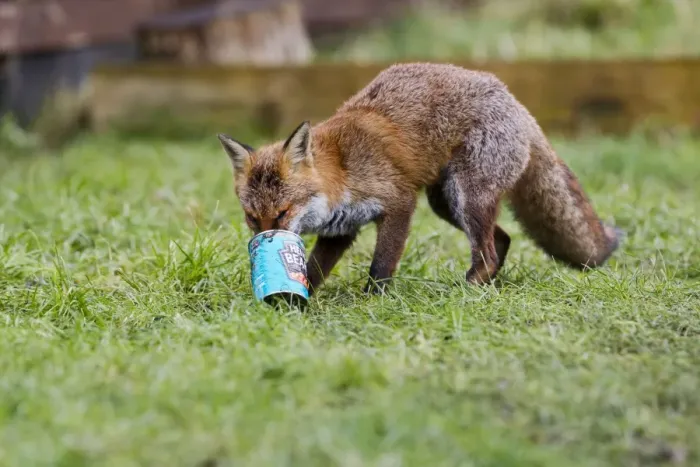 Framed Print : Red Fox - in back garden with can from dustbin 11881 Framed Print : Red Fox - in back garden with can from dustbin 11881