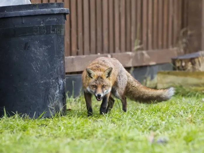 Framed Print : Red Fox - in back garden near dustbin 11875 Framed Print : Red Fox - in back garden near dustbin 11875