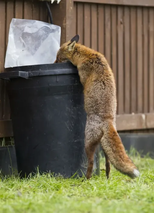 Framed Print : Red Fox - in back garden scavenging from dustbin 11874 Framed Print : Red Fox - in back garden scavenging from dustbin 11874