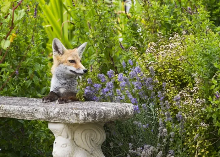 Framed Print : Red Fox - on garden seat - controlled conditions 14807 Framed Print : Red Fox - on garden seat - controlled conditions 14807