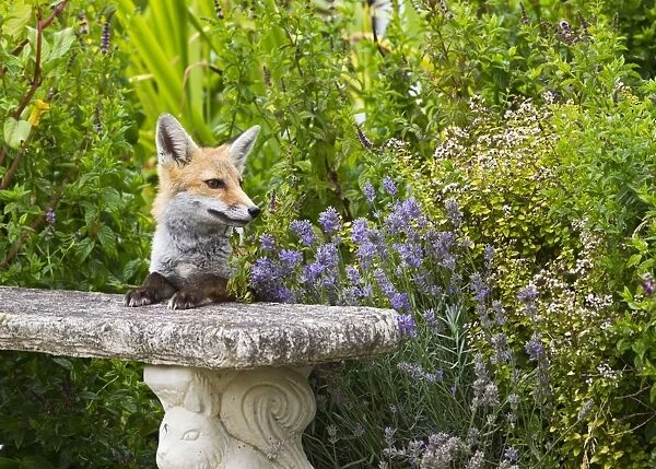 Red Fox - on garden seat - controlled conditions 14807