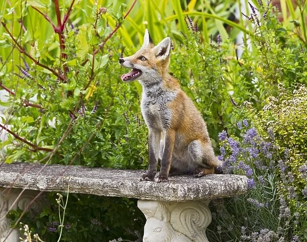 Red Fox - on garden seat - controlled conditions 14805