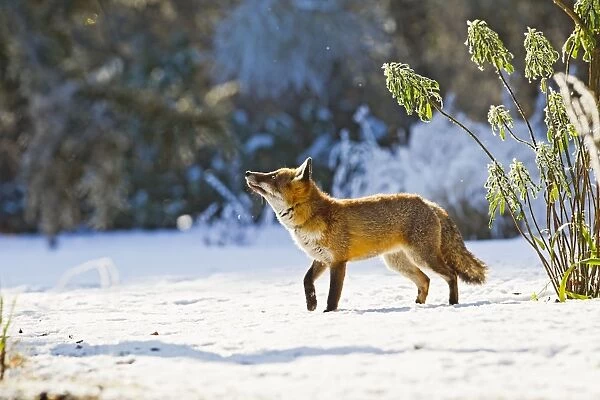 Red Fox - in garden after snowfall - controlled conditions 15852