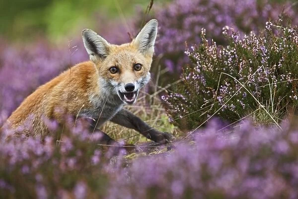 Red Fox - in heather - controlled conditions 14690