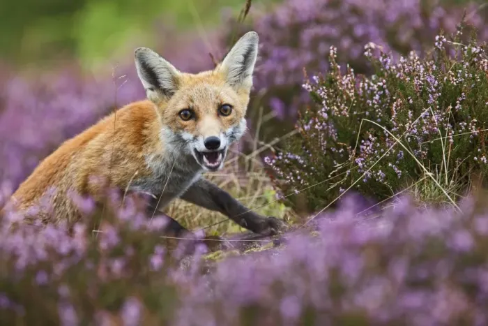 Framed Print : Red Fox - in heather - controlled conditions 14690 Framed Print : Red Fox - in heather - controlled conditions 14690