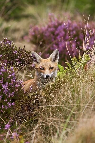 Red Fox - in heather - controlled conditions 14697
