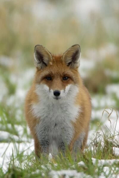 Red Fox - Hunting in field in winter Lower Saxony, Germany
