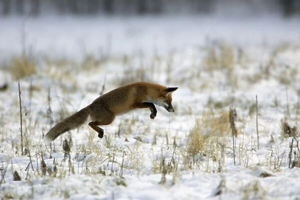 Red Fox - Hunting for mice, in winter Lower Saxony, Germany
