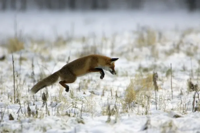 Framed Print : Red Fox - Hunting for mice, in winter Lower Saxony, Germany Framed Print : Red Fox - Hunting for mice, in winter Lower Saxony, Germany