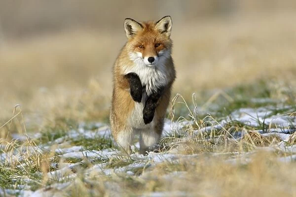 Red Fox-Hunting after mice, in winter Lower Saxony, Germany
