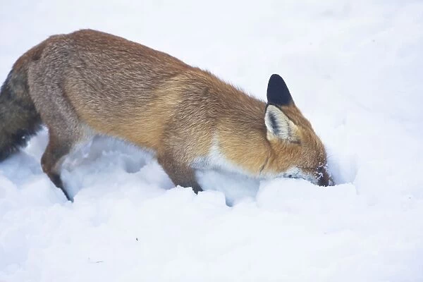 Red Fox hunting for prey prey in snow during winter in UK