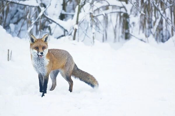 Red Fox hunting for prey prey in snow during winter in UK