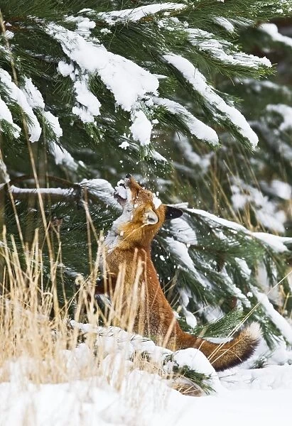 Red Fox - investigates snow covered tree - controlled conditions 15566