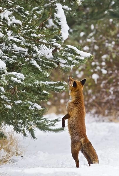Red Fox - investigates snow covered tree - controlled conditions 15561