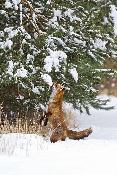 Red Fox - investigates snow covered tree - controlled conditions 15559