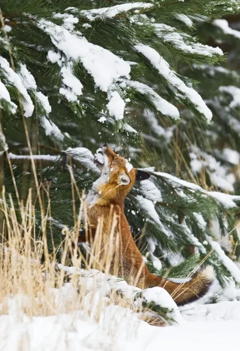 Framed Print : Red Fox - investigates snow covered tree - controlled conditions 15566 Framed Print : Red Fox - investigates snow covered tree - controlled conditions 15566