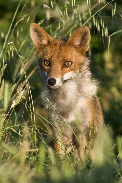 Red Fox - Italy