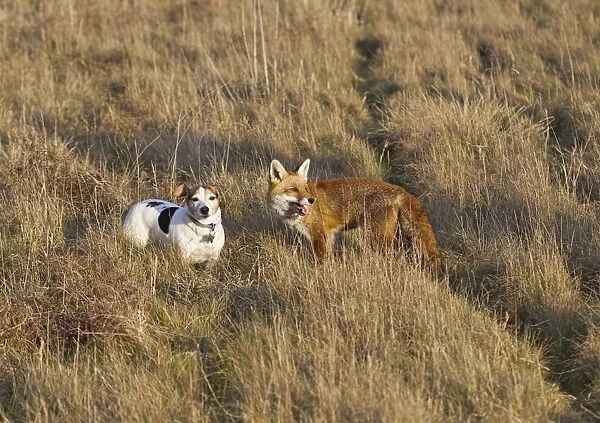 Red Fox - with Jack Russell in hay field - controlled conditions 15972