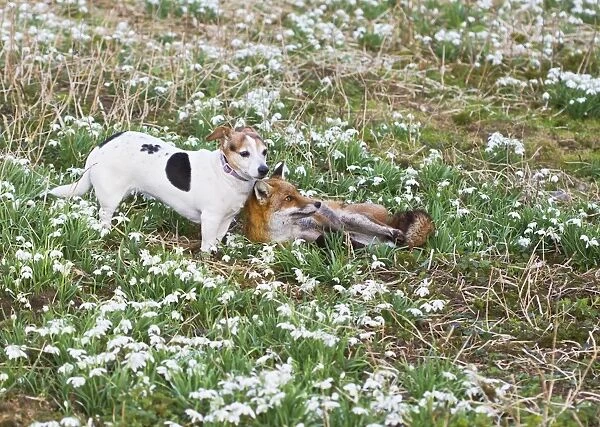 Red Fox - with Jack Russell in Snowdrops - controlled conditions 15965