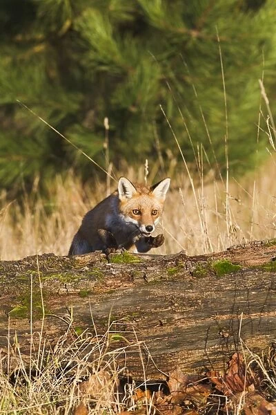 Red Fox - jumping over log - controlled conditions 15084