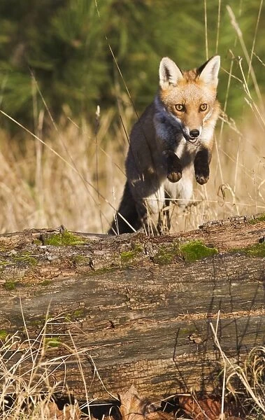 Red Fox - jumping over log - controlled conditions 15085