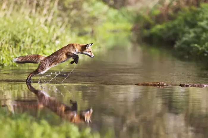Framed Print : Red Fox - jumping steppng stones on stream - contrilled conditions - sequence 1 of 4 14677 Framed Print : Red Fox - jumping steppng stones on stream - contrilled conditions - sequence 1 of 4 14677