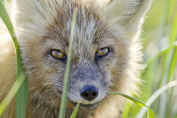 Red Fox - Katmai National Park - Alaska