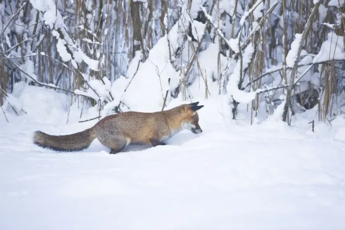 Framed Print : Red Fox listening for movement and ready to pounce on prey in snow during winter in UK Framed Print : Red Fox listening for movement and ready to pounce on prey in snow during winter in UK