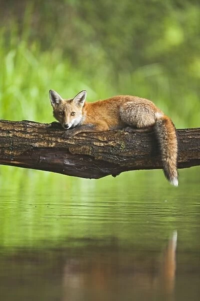 Red Fox - on log over stream - controlled conditions 14769