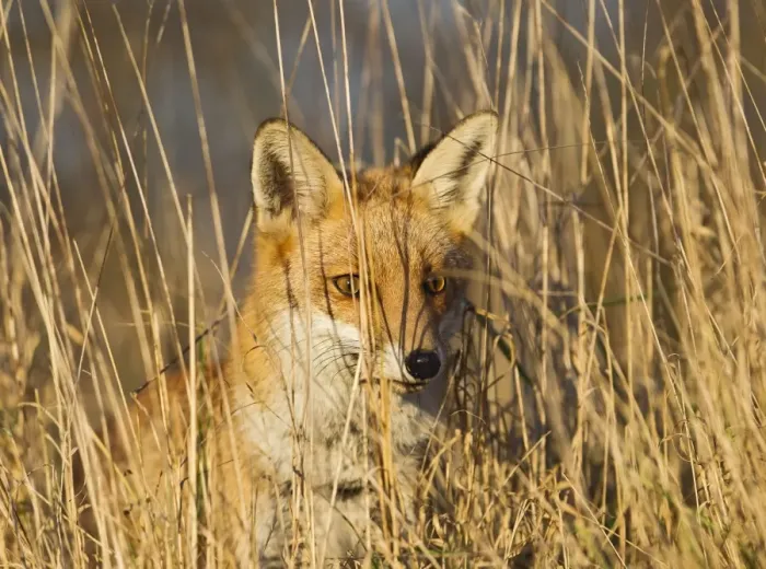 Framed Print : Red Fox - in long grass - controlled conditions 15048 Framed Print : Red Fox - in long grass - controlled conditions 15048