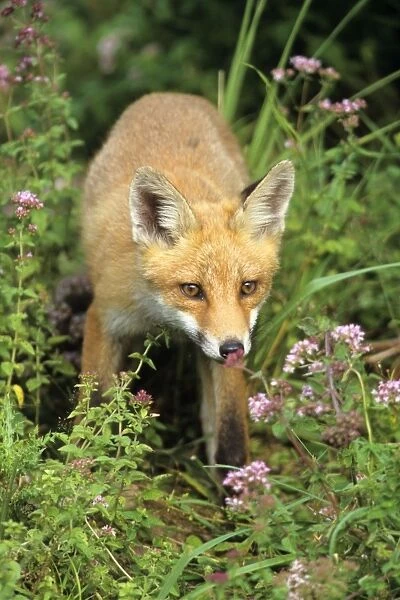 Red Fox - looking alert, Hessen, Germany