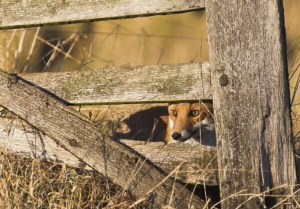 Red Fox - looking through gate - controlled conditions 15094