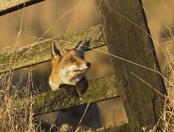 Red Fox - looking through old gate - controlled conditions 15242